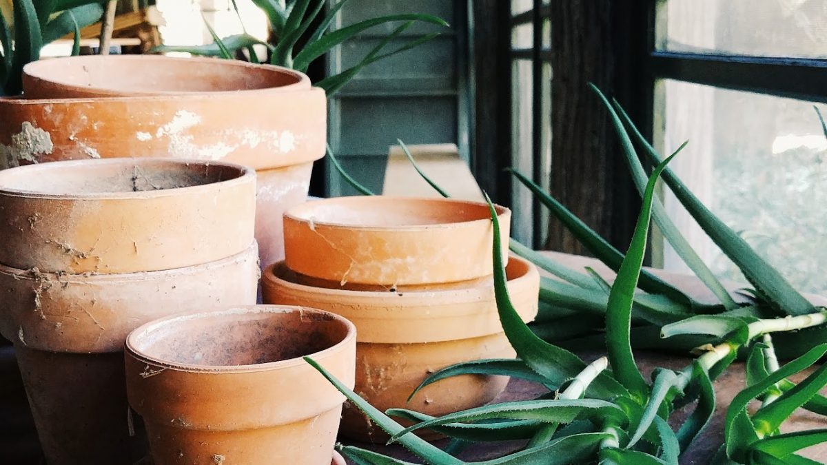 How (and why) to grow houseplants when you’re also busy growing kids