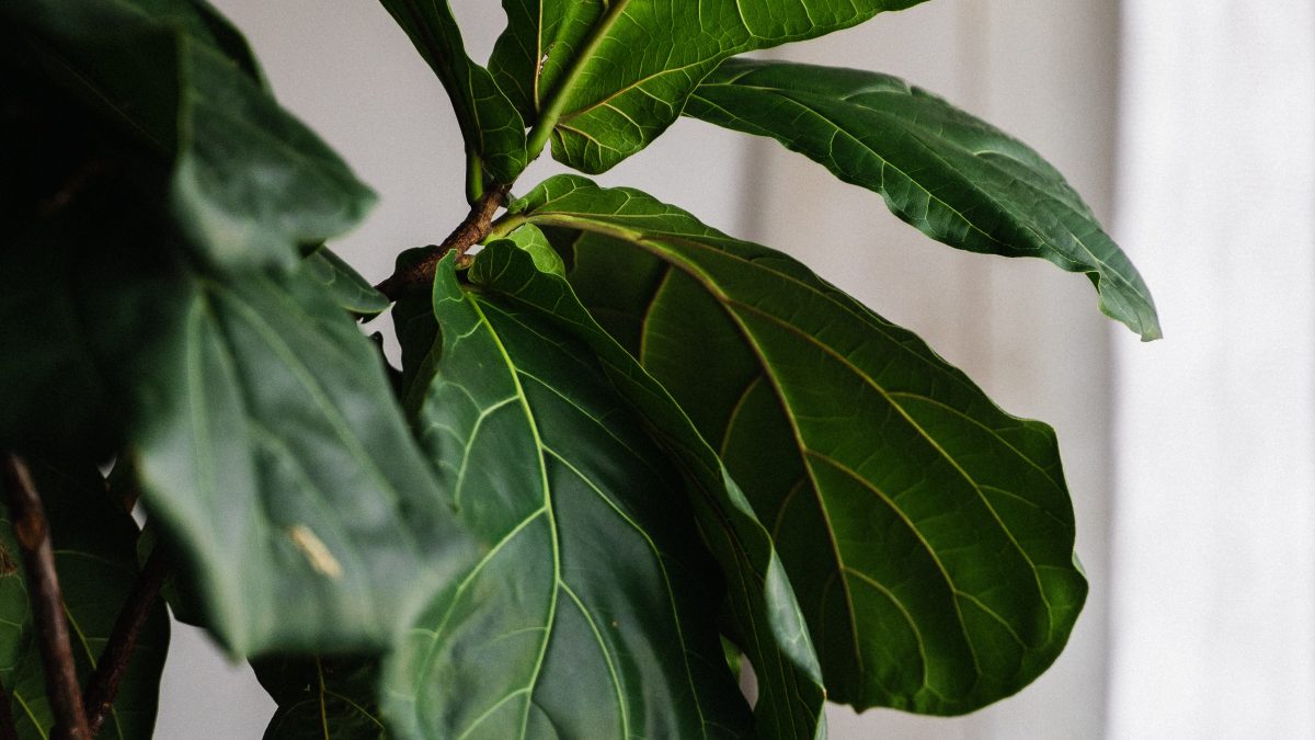 Things nobody tells you about fiddle leaf fig trees