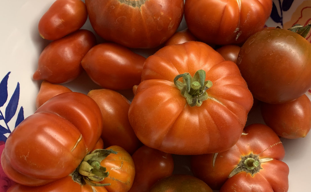 8 Must-know tomato growing tips